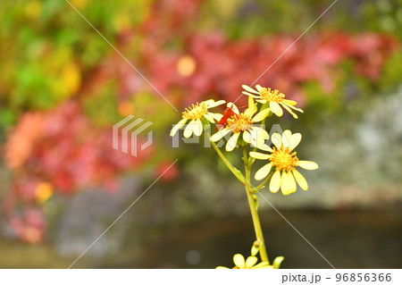 ツワブキの花 ツワブキの花 96856366