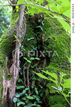大木の切間に育った植物 大木の切間に育った植物 96856444