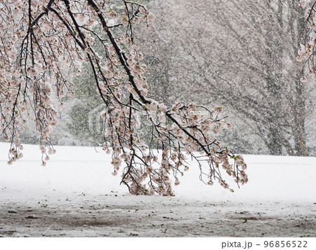 桜に雪 桜に雪 96856522