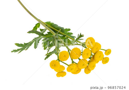 tansy flowers isolated 96857024