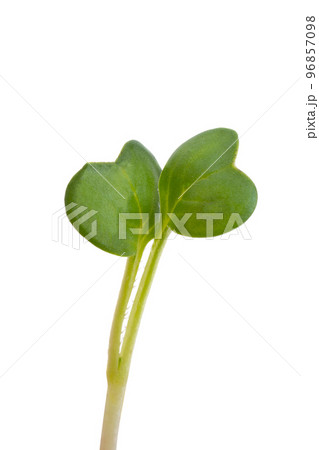 young shoots of radish isolated 96857098