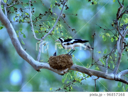野鳥の楽園オーストラリアで一番冴えない鳥、ツチスドリ 96857168