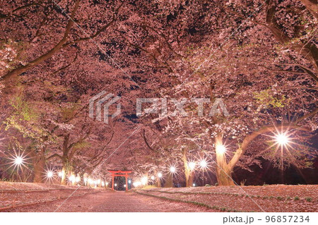 東蕗田天満社の夜桜 茨城県八千代町 東蕗田天満社の夜桜 茨城県八千代町 96857234
