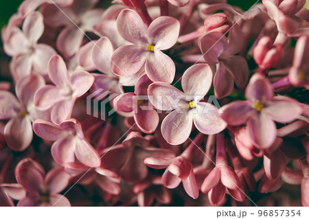 Macro image of blooming lilac violet flowers 96857354
