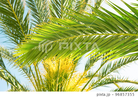 Palm trees against blue sky, coconut tree, summer tree background 96857355