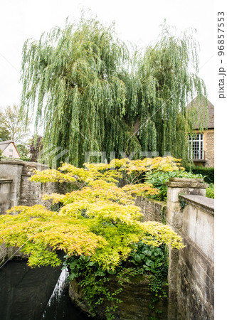 小川の上に突き出した少し赤みがある楓の木　オックスフォードの街並み 96857553