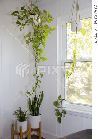 ポトス、サンスベリア 観葉植物 96857683