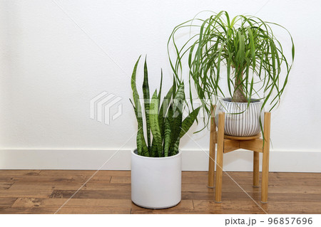 トックリランとサンスベリア 観葉植物 トックリランとサンスベリア 観葉植物 96857696