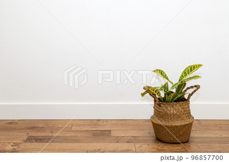 クロトン 観葉植物 クロトン 観葉植物 96857700