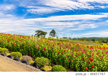 美瑛 (9月　北海道　晴れ) 96857767