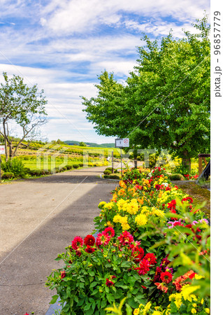 美瑛 (9月　北海道　晴れ) 96857779