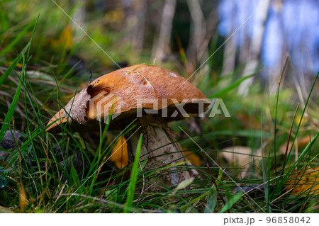 Leccinum aurantiacum or rough-stemmed bolete mushrooms growing in the moss. Wild mushroom growing in forest. Ukraine 96858042