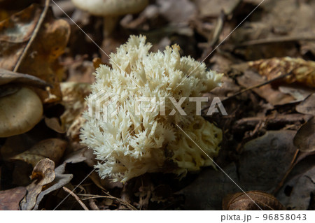 White coral, Ramariopsis kunzei growing in wet environment 96858043