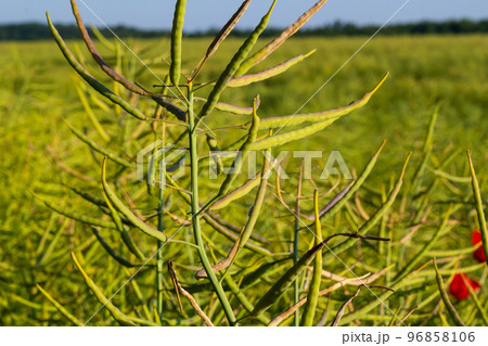Rapeseed field before harvesting. Brassica napus, oilseed rape 96858106