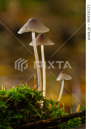 White mushrooms in the forest, Mycena piringa mushrooms 96858121