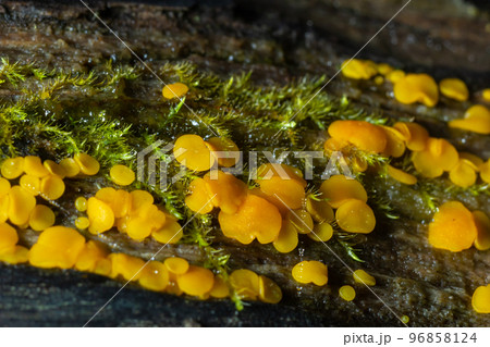 Very small fungus yellow fairy cups or lemon discos, Bisporella citrina, on old wet wood 96858124