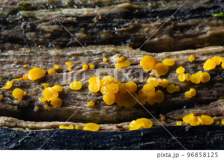 Very small fungus yellow fairy cups or lemon discos, Bisporella citrina, on old wet wood 96858125