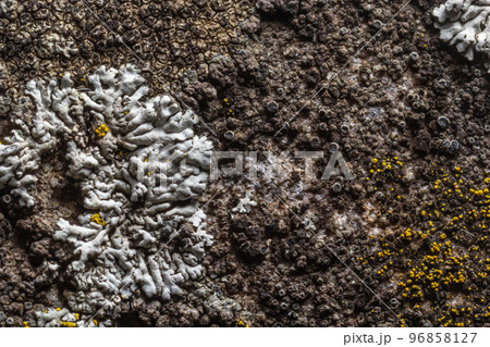 A stone background with textured surface and Lichen Moss. Pattern mineral with rough structure and lichen. mountain backdrop. Natural stone surface 96858127