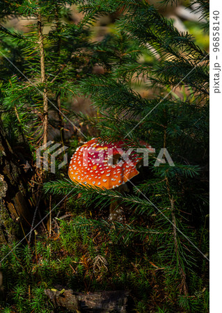 Close-up of a Amanita poisonous mushroom in nature. Fly amanita Amanita muscaria mushroom 96858140
