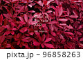 Leaves pattern background in color viva magenta 96858263