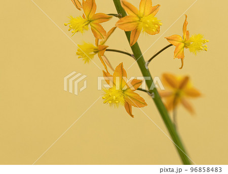 Small Wild Kopieva Plant 96858483