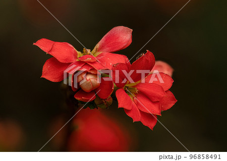 Flaming Katy Red Flower 96858491