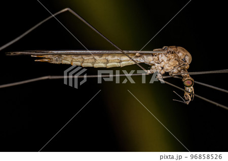 Adult Limoniid Crane Fly Adult Limoniid Crane Fly 96858526