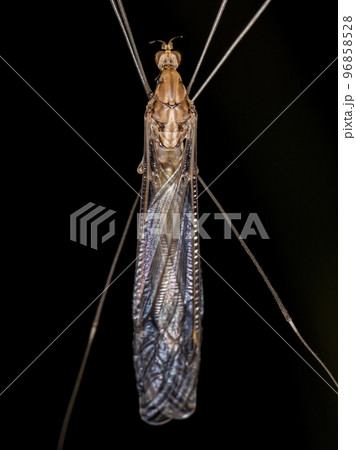 Adult Limoniid Crane Fly Adult Limoniid Crane Fly 96858528