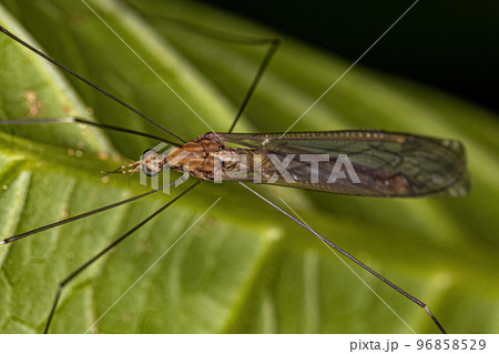 Adult Limoniid Crane Fly Adult Limoniid Crane Fly 96858529