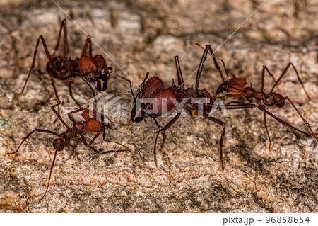 Adult Atta Leaf-cutter Ant Adult Atta Leaf-cutter Ant 96858654