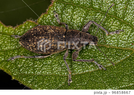 Adult Broad-nosed Weevil 96858667