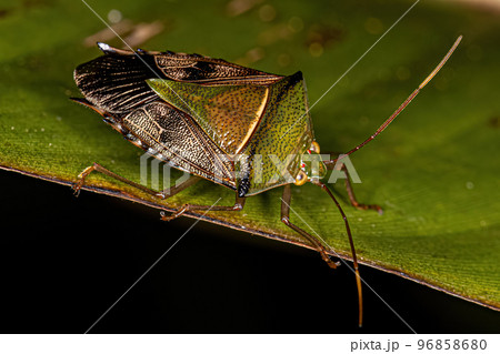 Adult Stink Bug 96858680