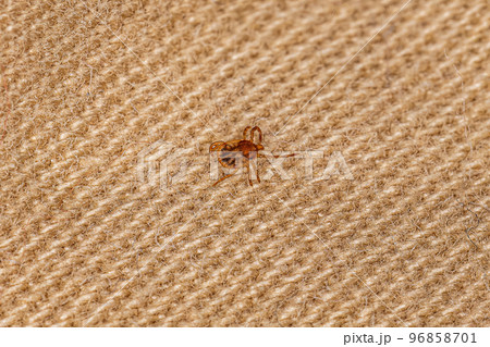 Juvenile Cayenne Tick 96858701