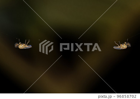 Adult Non-biting Midges 96858702