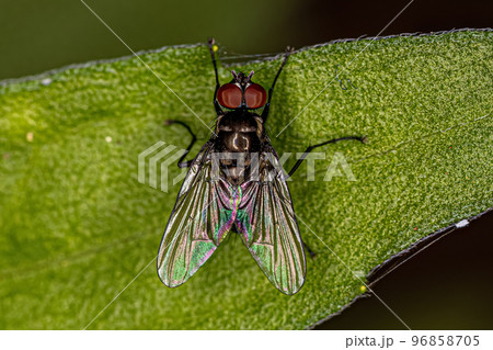 Adult Muscoid Fly Adult Muscoid Fly 96858705