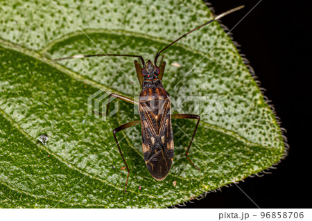 Adult Dirt-colored Seed Bug 96858706
