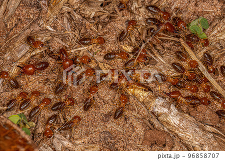 Adult Jawsnouted Termites Adult Jawsnouted Termites 96858707