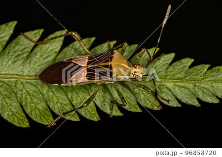 Adult Leaf-footed Bug 96858720