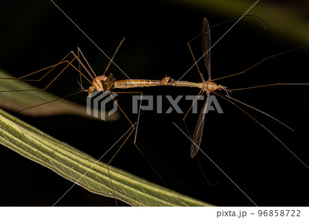 Adult Limoniid Crane Fly Adult Limoniid Crane Fly 96858722