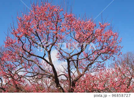 梅の花（八重寒紅） 96858727