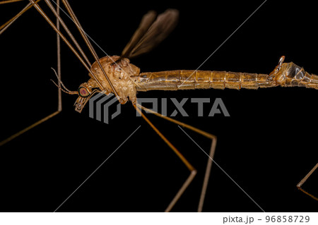 Adult Limoniid Crane Fly 96858729