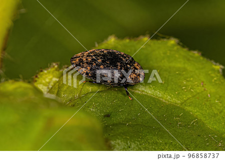 Adult Turtle Beetle Adult Turtle Beetle 96858737