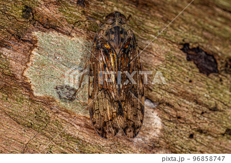 Adult Small Planthopper Insect 96858747