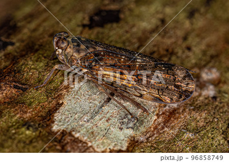Adult Small Planthopper Insect Adult Small Planthopper Insect 96858749