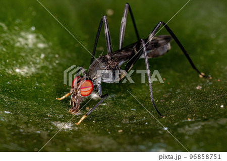 Adult Stilt-legged Fly 96858751