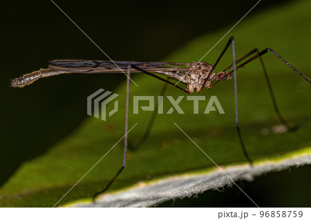 Adult Limoniid Crane Fly Adult Limoniid Crane Fly 96858759