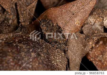 juvenile Cururu Toad juvenile Cururu Toad 96858763