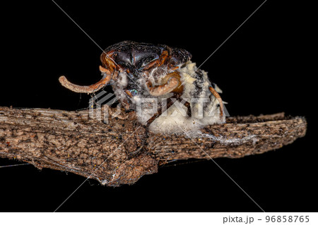 body of a fly killed by a zombie fungus 96858765