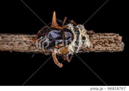 body of a fly killed by a zombie fungus 96858767
