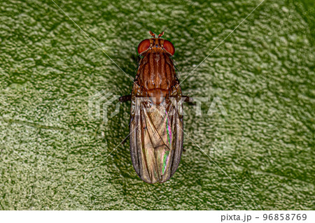 Adult Brachyceran Fly Adult Brachyceran Fly 96858769